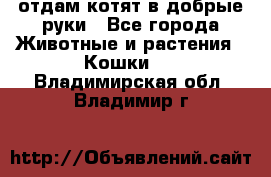 отдам котят в добрые руки - Все города Животные и растения » Кошки   . Владимирская обл.,Владимир г.